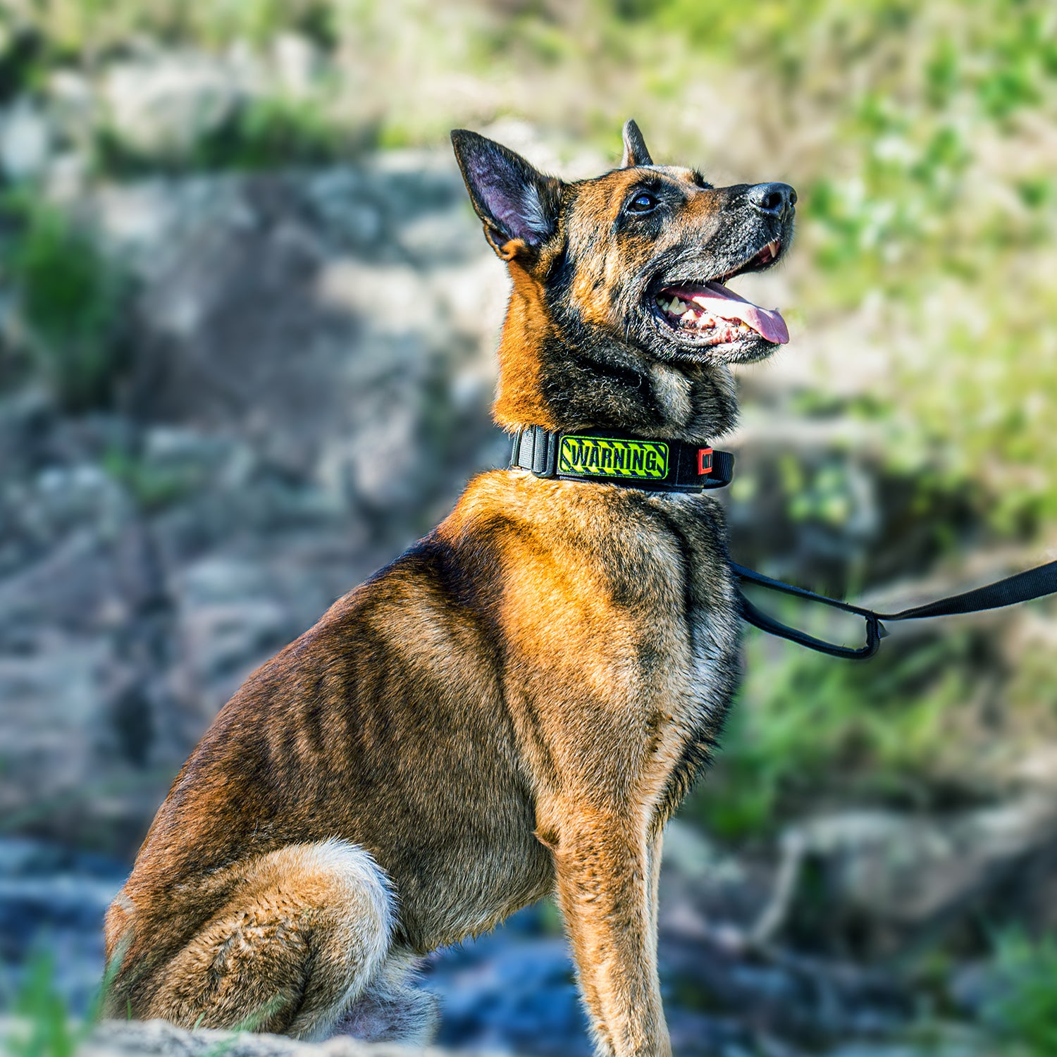 ONETIGRIS - Dog Collar 08